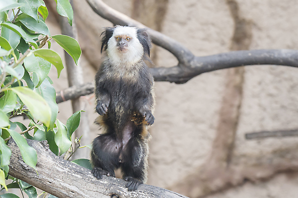 포토 JPG 해외이미지 나무 식물 동물 척추동물 1 응시 야생동물 포유류 자연 놀이 생물 털 종류 서기 사람없음 야외 초록색 갈색 머리 환경 검은색 흰색 나뭇가지 원숭이 숲 작음 모피 네덜란드 호기심 브라질 유인원 이국적 해외202004 해외포토 시선 감정 유럽 컬러 컨셉 모션 신체부위 남아메리카 크기 생태계 파일형식 이미지허브