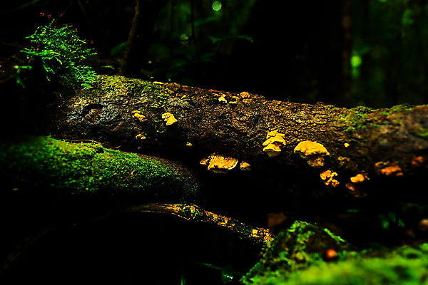 포토 JPG 해외이미지 식물 여행 태국 산 이끼 사람없음 관광지 고요 내추럴 해외202004 해외포토 아시아 파일형식 이미지허브