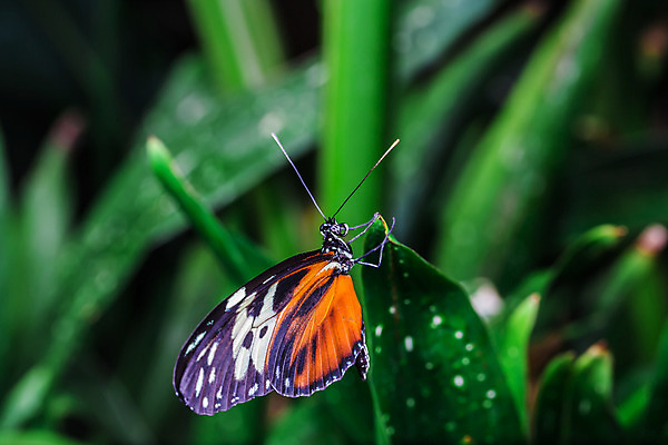 포토 JPG 해외이미지 계절 꽃 나비 곤충 꽃무늬 날개 자연 아침 바닥 사람없음 초록색 여름 노란색 정원 맑음 검은색 침묵 고요 놀람 봄 자유 최고 달콤 수분 즐거움 만족 꿀 철새 거인 감탄 고립 동물상 특별함 평야 해외202004 영광군 해외포토 주간 식물 동물 감정 컬러 컨셉 무늬 조류 날씨 표정 조형물 소리 맛 전라남도 생태계 파일형식 이미지허브