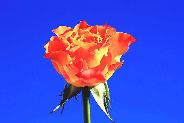 포토 JPG 해외이미지 식물 기념일 꽃잎 꽃 줄기 결혼 백그라운드 잎 꽃무늬 오렌지 자연 하늘 휴가 발렌타인데이 선물 사랑 사람없음 장식 빨간색 초록색 파란색 장미 정원 신혼여행 축하 생일 닫기 원예 열정 내추럴 어머니의날 해외202004 해외포토 감정 컬러 컨셉 무늬 과일 모션 데이이벤트 이벤트 취미 생태계 미국문화 파일형식 이미지허브