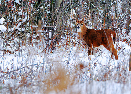 포토 JPG 해외이미지 동물 야생동물 포유류 자연 사슴 뿔 사람없음 야외 달러 숲 바퀴자국 트로피 신발장 해외202004 해외포토 돈 자국 상_우승 생태계 파일형식 이미지허브