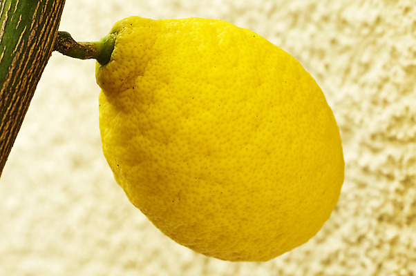 포토 JPG 해외이미지 나무 음식 백그라운드 과일 재료 자연 귤 건강 씨앗 사람없음 노란색 식사 활발 나뭇가지 신선 달콤 맛 지중해 먹기 레몬 레모네이드 오브젝트 유기농 라임 내추럴 숙성 신맛 채식주의자 해외202004 해외포토 식물 웰빙 바다 컬러 컨셉 모션 생태계 채식 에이드 파일형식 이미지허브