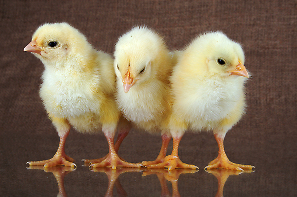 포토 JPG 해외이미지 동물 문화 조류 사람없음 노란색 치킨 작음 만족 부드러움 솜털 해외202004 해외포토 감정 컬러 감각 크기 닭고기요리 파일형식 이미지허브