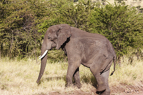 포토 JPG 해외이미지 주간 나무 동물 1 여자 야생동물 선 포유류 가족 아프리카 자연 코끼리 사람없음 야외 가로 걷기 아기 그룹 소 군중 큼 사파리 리더 케냐 내추럴 동물상 보츠와나 사바나 초식 해외202004 해외포토 자연요소 식물 나라 관계 모션 사람 조형물 크기 생태계 파일형식 이미지허브