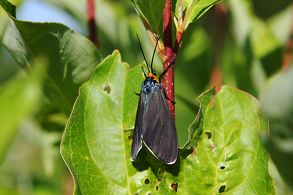 포토 JPG 해외이미지 식물 동물 꽃잎 꽃 야생동물 분홍색 곤충 잎 절지류 날개 자연 생물 안테나 사람없음 빨간색 초록색 여름 갈색 정원 검은색 봄 벚꽃 흰색 닫기 벌레 야간 큼 모피 묘사 스핑크스 나방 내추럴 해외202004 해외포토 자연요소 계절 컬러 통신 모션 이집트 크기 생태계 파일형식 이미지허브