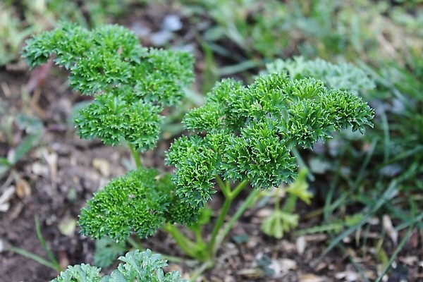 포토 JPG 해외이미지 식물 음식 잎 건강 요리 사람없음 초록색 시골 맛 허브 향신료 내추럴 해외202004 해외포토 컬러 컨셉 향미료 파일형식 이미지허브