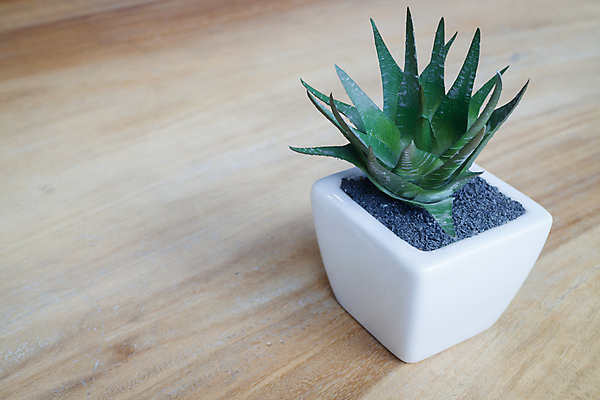 포토 JPG 해외이미지 식물 백그라운드 컨셉 자연 탁자 아이디어 실내 사람없음 내부 장식 초록색 빛 반사 환경 식당 카페 수확 성장 플라스틱 오브젝트 복고 카피스페이스 해외202004 해외포토 컬러 가구 농업 재질 상점 공백 생태계 파일형식 이미지허브