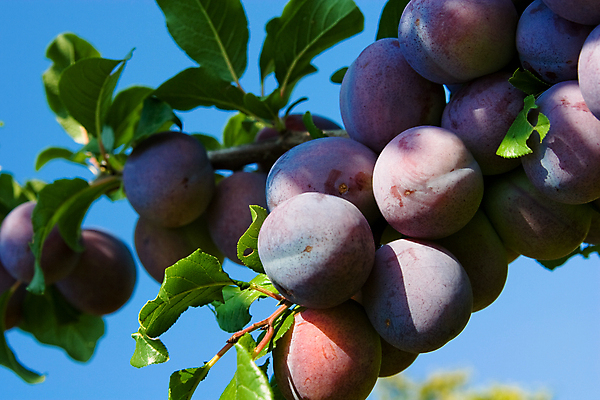 포토 JPG 해외이미지 나무 식물 계절 꽃 음식 분홍색 백그라운드 잎 꽃무늬 농업 다이어트 과일 자연 디저트 건강 사람없음 야외 빨간색 여름 파란색 빛 노란색 정원 보라색 주스 흰색 나뭇가지 신선 달콤 맛 설탕 먹기 크림 묘사 유기농 자두 내추럴 고립 숙성 해외202004 해외포토 웰빙 산업 음료 컬러 컨셉 무늬 모션 생태계 파일형식 이미지허브