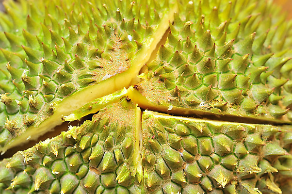 포토 JPG 해외이미지 라이프스타일 음식 컨셉 패턴 과일 재료 추상 건강 사람없음 초록색 껍질 신선 오픈 가시 자르기 먹기 묘사 질감 날것 날카로움 스파이크 숙성 해외202004 해외포토 컬러 무늬 모션 생활 파일형식 이미지허브