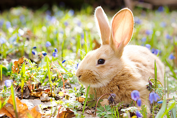 포토 JPG 해외이미지 잔디 사람없음 들꽃 토끼 해외202004 해외포토 식물 꽃 포유류 반려동물 파일형식 이미지허브