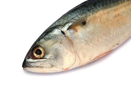 포토 JPG 해외이미지 자연 낚시 연체동물 어류 요리 사람없음 주방 신선 시장 그릴 은색 참치 해산물 좁은 지느러미 태평양 고등어 단백질 민물 오메가 해외202004 해외포토 바다 컬러 주방용품 레저 무척추동물 수중동물 생태계 영양소 파일형식 이미지허브