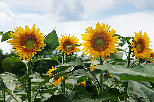 포토 JPG 해외이미지 식물 구름 꽃잎 꽃 잎 꽃무늬 패턴 밭 농업 오렌지 자연 하늘 해바라기 씨앗 풍경 사람없음 여름 파란색 농작물 컬러풀 햇빛 태양 노란색 정원 맑음 성장 벚꽃 시골 원형 개화 유기농 꽃가루 천국 내추럴 넘어짐 밭일 해외202004 해외포토 자연요소 도형 웰빙 계절 산업 컬러 무늬 과일 모션 날씨 가루 생태계 파일형식 이미지허브