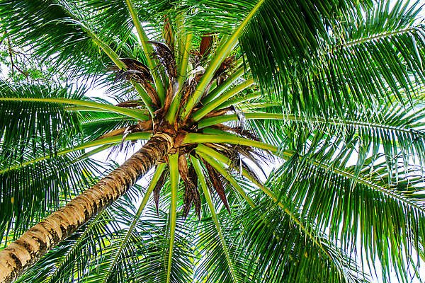 포토 JPG 해외이미지 나무 식물 구름 공원 모래 섬 여행 백그라운드 잎 자연 하늘 휴가 휴식 손바닥 풍경 사람없음 야외 목재 초록색 여름 파란색 태양 평화 환경 정원 맑음 침묵 꿈 성장 시골 신선 만 뜨거움 고급 숲 휴양지 내추럴 이국적 파라다이스 해외202004 해외포토 자연요소 손 계절 공공시설 컬러 컨셉 재료 날씨 소리 장소 생태계 파일형식 이미지허브