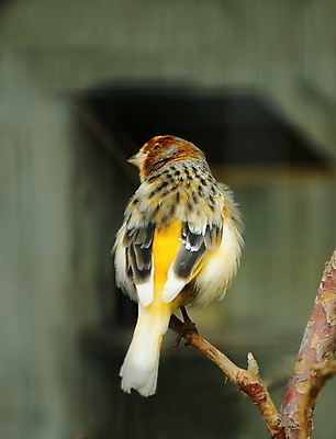 포토 JPG 해외이미지 나무 동물 척추동물 야생동물 오렌지 자연 조류 종류 앉기 사람없음 컬러풀 노란색 정원 나뭇가지 황무지 작음 깃털 부리 새장 동물상 해외202004 해외포토 식물 컬러 과일 모션 조형물 크기 생태계 케이지 파일형식 이미지허브