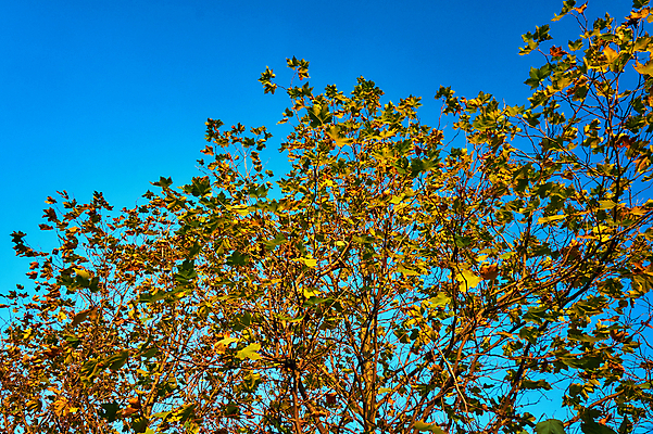 포토 JPG 해외이미지 나무 식물 유럽 단풍 잎 자연 하늘 사람없음 가을 나뭇가지 묘사 폴란드 해외202004 해외포토 계절 나라 생태계 파일형식 이미지허브