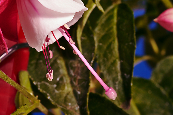 포토 JPG 해외이미지 식물 꽃잎 꽃 줄기 잎 자연 사람없음 장식 여름 묘사 포도나무 폴란드 해외202004 해외포토 계절 유럽 과일나무 생태계 파일형식 이미지허브