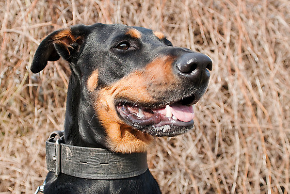 포토 JPG 해외이미지 동물 1 응시 얼굴 백그라운드 포유류 자연 경비 잔디 사람없음 야외 반려동물 갈색 머리 검은색 관찰 개 선탠 코 사냥개 감시 송곳니 기르기 배려 성격 해외202004 해외포토 식물 시선 컬러 모션 안전 신체부위 치아 보호 생태계 돌봄 파일형식 이미지허브
