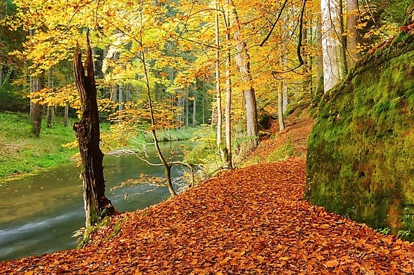 포토 JPG 해외이미지 나무 계절 공원 호수 백그라운드 잎 오렌지 자연 이끼 풍경 사람없음 야외 목재 빨간색 초록색 물 강 컬러풀 노란색 환경 흐름 가을 바위 시골 개울 황금 숲 작음 11월 장면 10월 내추럴 해외202004 해외포토 자연요소 식물 공공시설 컬러 컨셉 과일 재료 돌_바위 날짜 크기 생태계 파일형식 이미지허브