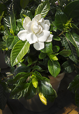 포토 JPG 해외이미지 식물 계절 꽃잎 꽃 분홍색 잎 꽃무늬 자연 사랑 사람없음 야외 초록색 여름 컬러풀 새싹 환경 정원 봄 벚꽃 흰색 신선 개화 우아함 닫기 묘사 원예 향기 내추럴 많음 세련 해외202004 해외포토 감정 컬러 컨셉 무늬 모션 취미 생태계 냄새 파일형식 이미지허브