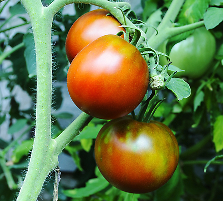포토 JPG 해외이미지 식물 음식 잎 농업 다이어트 토마토 채소 과일 자연 건강 사람없음 빨간색 초록색 여름 농작물 컬러풀 농장 정원 샐러드 수확 성장 신선 원형 유기농 원예 내추럴 밭일 숙성 온실 해외202004 해외포토 도형 웰빙 계절 산업 컬러 취미 생태계 파일형식 이미지허브