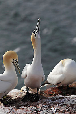 포토 JPG 해외이미지 동물 유럽 야생동물 바다 2 자연 조류 독일 사람없음 물 흰색 물새 짝짓기 해외202004 해외포토 자연요소 나라 컬러 생태계 파일형식 이미지허브