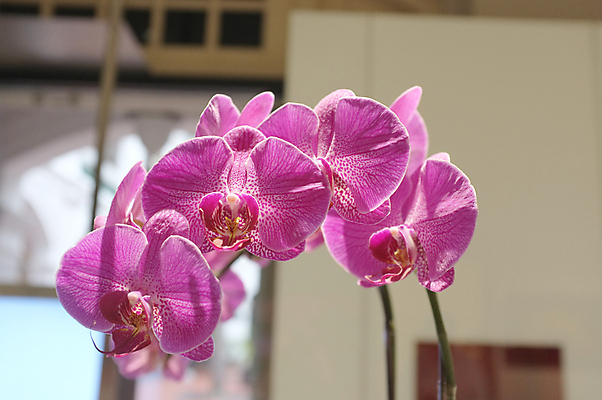 포토 JPG 해외이미지 꽃잎 꽃 줄기 분홍색 꽃다발 꽃무늬 휴식 사람없음 장식 머리 평화 보라색 스파 침묵 봄 활발 벚꽃 나뭇가지 신선 난초 우아함 자주색 제비꽃 명상 유기농 심플 아로마 여왕 고립 이국적 해외202004 해외포토 나무 식물 웰빙 계절 컬러 컨셉 무늬 신체부위 소리 파일형식 이미지허브