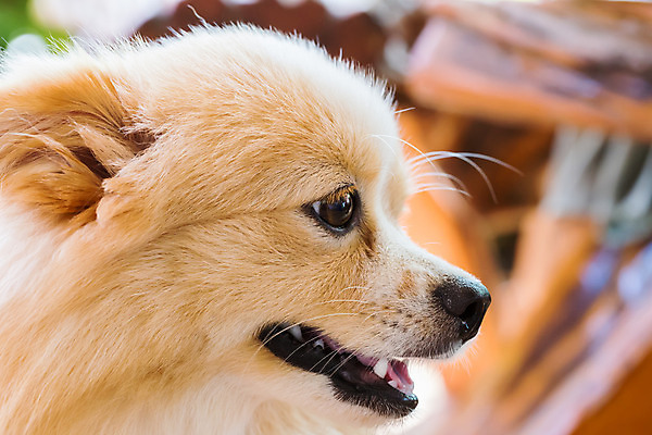 포토 JPG 해외이미지 동물 응시 포유류 실내 서기 사람없음 반려동물 갈색 개 작음 슛 치와와 기르기 섞기 해외202004 해외포토 시선 컬러 모션 내부 크기 돌봄 파일형식 이미지허브