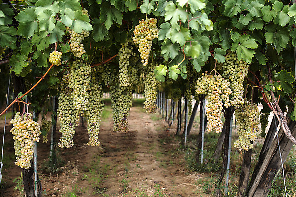 포토 JPG 해외이미지 식물 음식 백그라운드 잎 밭 농업 과일 자연 포도 디저트 건강 사람없음 초록색 여름 노란색 정원 주스 수확 성장 가을 흰색 나뭇가지 시골 신선 달콤 맛 다발 먹기 유기농 포도밭 내추럴 숙성 해외202004 해외포토 나무 웰빙 계절 산업 음료 컬러 컨셉 모션 생태계 파일형식 이미지허브