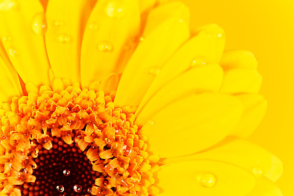 포토 JPG 해외이미지 식물 1 꽃잎 꽃 꽃무늬 자연 휴가 선물 사랑 사람없음 여름 노란색 머리 봄 물방울 신선 개화 닫기 묘사 싱글 데이지 거베라 고립 캐모마일 해외202004 해외포토 계절 감정 컬러 무늬 모션 신체부위 허브 생태계 파일형식 이미지허브