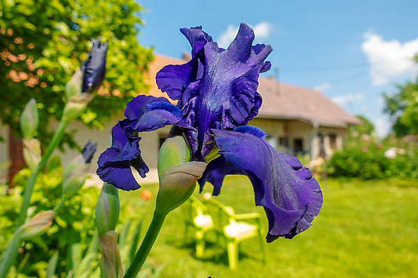 포토 JPG 해외이미지 식물 꽃잎 꽃 유럽 백그라운드 꽃무늬 자연 수염 사람없음 야외 장식 여름 파란색 정원 맑음 보라색 봄 벚꽃 붓꽃 잡종 고립 해외202004 해외포토 계절 나라 컬러 무늬 날씨 생태계 파일형식 이미지허브