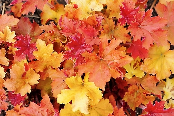 포토 JPG 해외이미지 디자인 계절 백그라운드 단풍 잎 패턴 오렌지 자연 벽지 추상 프레임 건조 사람없음 야외 장식 빨간색 노란색 보라색 가을 그룹 11월 다발 질감 자연백그라운드 10월 해외202004 해외포토 식물 컬러 무늬 과일 날짜 생태계 파일형식 이미지허브