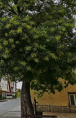 포토 JPG 해외이미지 나무 식물 전통 계절 유럽 음료 줄기 여행 건축양식 자연 휴식 통 사람없음 야외 물 여름 검은색 봄 산책 하이킹 흐름 추위 골동품 바위 떨어짐 철 분수 타운 마케도니아 옛날 인기 콘크리트 해외202004 해외포토 자연요소 건축 나라 컬러 컨셉 레저 돌_바위 도시 생태계 파일형식 남유럽 이미지허브