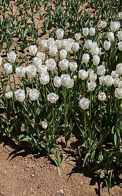 포토 JPG 해외이미지 식물 계절 공원 꽃잎 꽃 분홍색 꽃다발 여행 결혼 백그라운드 잎 꽃무늬 밭 자연 발렌타인데이 사람없음 야외 장식 초록색 여름 컬러풀 정원 맑음 봄 튤립 성장 벚꽃 흰색 신선 개화 우아함 꽃집 원예 매움 엽서 화단 내추럴 강렬 완전 해외202004 해외포토 공공시설 컬러 컨셉 무늬 농업 데이이벤트 날씨 이벤트 취미 상점 맛 편지 생태계 파일형식 이미지허브