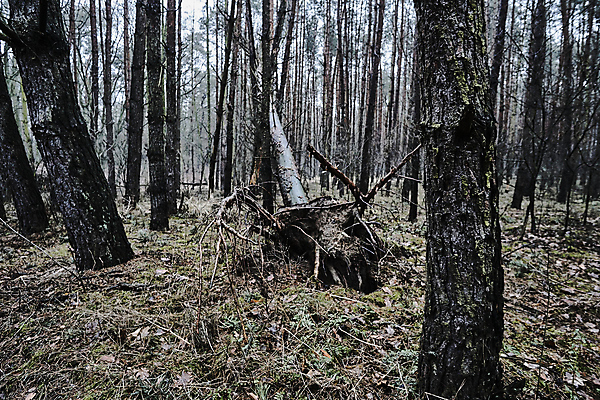포토 JPG 해외이미지 나무 식물 유럽 낙엽 겨울 자연 이끼 사람없음 나뭇가지 티켓 숲 나무껍질 폴란드 해외202004 해외포토 계절 나라 잎 껍질 생태계 파일형식 이미지허브
