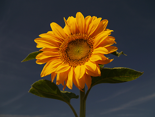 포토 JPG 해외이미지 식물 계절 꽃 잎 자연 하늘 해바라기 풍경 사람없음 초록색 여름 컬러풀 태양 노란색 정원 해외202004 해외포토 자연요소 컬러 생태계 파일형식 이미지허브