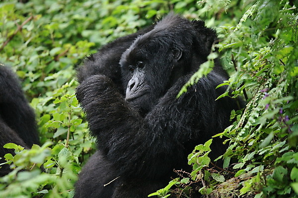 포토 JPG 해외이미지 나무 동물 응시 얼굴 야생동물 포유류 아프리카 자연 털 사람없음 야외 반려동물 머리 검은색 힘 원숭이 황무지 숲 큼 열대우림 사파리 유인원 리빙 고릴라 르완다 삼림지대 우간다 해외202004 해외포토 식물 시선 나라 컬러 신체부위 크기 생태계 파일형식 이미지허브