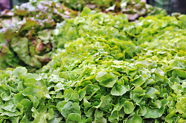 포토 JPG 해외이미지 식물 계절 음식 백그라운드 잎 농업 다이어트 채소 오렌지 재료 부분 건강 사람없음 초록색 여름 샐러드 신선 시장 닫기 선택 다발 먹기 오브젝트 상쾌 유기농 원예 날것 섬유 내추럴 돌봄 숙성 식용 채식주의자 해외202004 해외포토 웰빙 감정 산업 컬러 컨셉 과일 모션 취미 직물 채식 파일형식 이미지허브