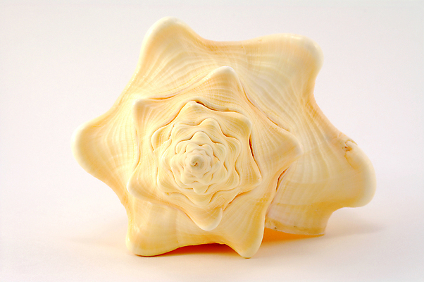 포토 JPG 해외이미지 동물 야생동물 바다 백그라운드 일러스트 자연 추상 조개 휴식 생물 미술 풍경 해변 사람없음 초록색 물 여름 컬러풀 노란색 껍질 굴 흰색 화려 오브젝트 사인 질감 생물학 내추럴 고립 동물상 이국적 해외202004 해외포토 자연요소 계절 교육 컬러 컨셉 무늬 문화예술 어패류 조형물 생태계 파일형식 이미지허브