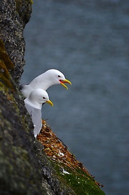 포토 JPG 해외이미지 갈매기 노르웨이 풍경 사람없음 저녁 해외202004 해외포토 유럽 조류 야간 파일형식 이미지허브