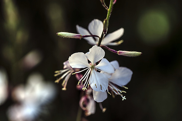 포토 JPG 해외이미지 식물 계절 꽃 친절 선물 사랑 취미 사람없음 물 여름 컬러풀 평화 힘 봄 활발 습기 에너지 자유 성장 시골 인사 신선 개화 수분 순수 원예 꽃가루 부드러움 꿀 완전 해외202004 해외포토 자연요소 감정 컬러 컨셉 예절 감각 가루 파일형식 이미지허브
