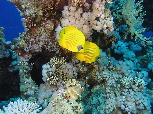 포토 JPG 해외이미지 식물 자연 어류 사람없음 스노클링 산호 암초 해외202004 해외포토 수중동물 수상스포츠 자포동물 생태계 파일형식 이미지허브