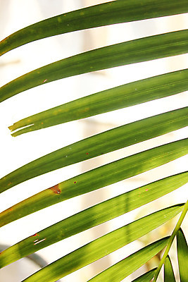 포토 JPG 해외이미지 나무 식물 구름 공원 꽃잎 꽃 여행 백그라운드 잎 꽃무늬 패턴 자연 하늘 휴식 손바닥 풍경 잔디 사람없음 야외 초록색 여름 햇빛 정원 흰색 개화 숲 그늘 에코 원예 질감 조경 내추럴 고립 동물상 생태학 파라다이스 해외202004 해외포토 자연요소 손 계절 공공시설 교육 컬러 컨셉 무늬 취미 태양 조형물 환경 생태계 파일형식 이미지허브