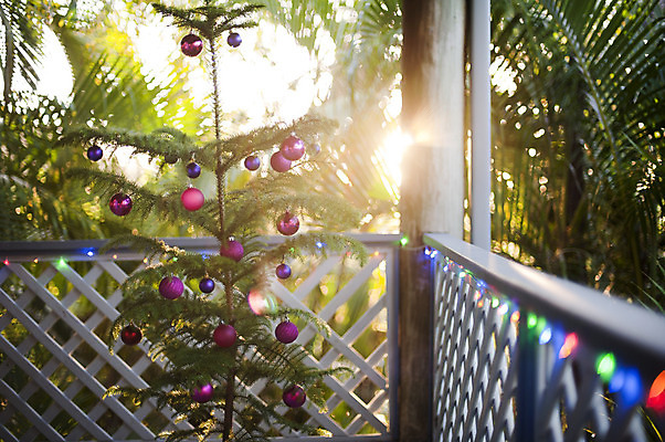 포토 JPG 해외이미지 나무 계절 크리스마스 휴가 사람없음 야외 장식 빛 태양 파티 발코니 축하 소나무 상록수 심기 해외202004 해외포토 자연요소 식물 기념일 컨셉 모션 이벤트 파일형식 이미지허브