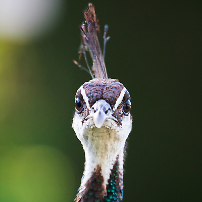 포토 JPG 해외이미지 동물 1 여자 야생동물 백그라운드 패턴 자연 조류 성인 사람없음 옆모습 가로 세로 초록색 파란색 컬러풀 머리 우주 전시 활발 흰색 우아함 닫기 공작 깃털 부리 목 보여주기 짝짓기 계산서 고립 터키석 해외202004 해외포토 뷰포인트 컬러 컨셉 무늬 모션 사람 신체부위 보석 생태계 파일형식 이미지허브