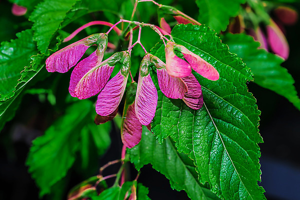 포토 JPG 해외이미지 꽃 꽃다발 백그라운드 꽃무늬 자연 사랑 사람없음 장식 빨간색 초록색 물 빛 장미 반사 정원 검은색 어둠 고요 놀람 젖음 물방울 신선 빗방울 제비꽃 즐거움 원예 질감 내추럴 감탄 강렬 전용 캐모마일 특별함 환상 해외202004 해외포토 자연요소 식물 감정 컬러 컨셉 무늬 표정 취미 비_날씨 허브 생태계 파일형식 이미지허브