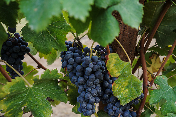 포토 JPG 해외이미지 나무 식물 유럽 음식 백그라운드 잎 농업 과일 자연 포도 휴가 풍경 사람없음 야외 초록색 여행객 와인 이탈리아 수확 성장 농촌 시골 언덕 조경 포도밭 포도나무 산기슭 내추럴 고립 양조장 채식주의자 해외202004 해외포토 나라 산업 컬러 밭 산 주류 사람 과일나무 생태계 채식 파일형식 이미지허브