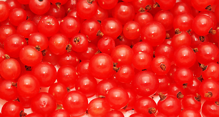 포토 JPG 해외이미지 식물 열매 백그라운드 자연 그림자 요리 사람없음 빨간색 빛 식사 어둠 흰색 달콤 맛 수집 먹기 건포도 해외202004 해외포토 컬러 컨셉 모션 포도 생태계 건과일 파일형식 이미지허브