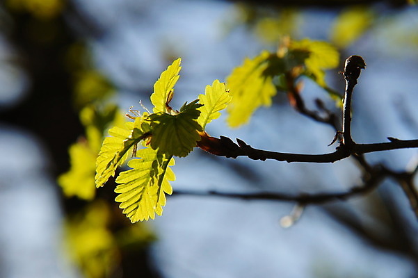 포토 JPG 해외이미지 잎 하늘 사람없음 초록색 파란색 나뭇가지 닫기 해외202004 해외포토 나무 식물 컬러 모션 파일형식 이미지허브