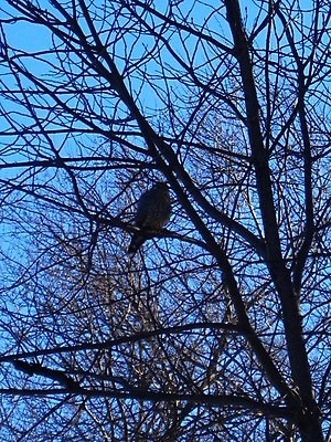 포토 JPG 해외이미지 나무 동물 야생동물 겨울 자연 조류 하늘 사람없음 야외 환경 침묵 추위 가을 나뭇가지 황무지 보호 숲 작음 깃털 내추럴 해외202004 해외포토 식물 계절 컨셉 소리 크기 생태계 파일형식 이미지허브