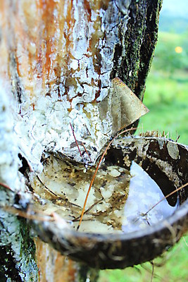 포토 JPG 해외이미지 나무 식물 공원 산업 농업 자연 사람없음 야외 초록색 물 농장 환경 정원 화장품 흐름 탐험 흰색 소나무 떨어짐 양동이 가득함 원예 날것 매듭 고무 라텍스 해외202004 해외포토 자연요소 공공시설 컬러 컨셉 취미 뷰티 생태계 파일형식 이미지허브